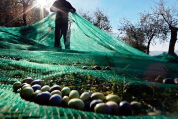 zeytin hasadında serili yeşil toplama filesi