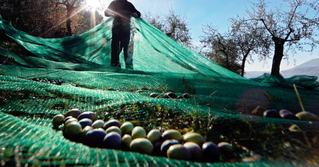 Zeytin hasadında ağaç altına serilmiş yeşil toplama filesi